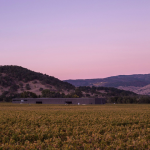 Vue du vignoble de Napanook - Napa Valley - Californie - Dominus Estate - Maison Emmanuel Giraud
